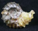 Polished, Agatized Douvilleiceras Ammonite - #29278-1